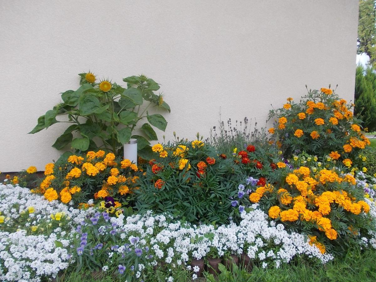 Domki Letniskowe "Dorcia" Łeba Exterior foto